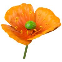 Стикер садовый Мак Альпийский 108846