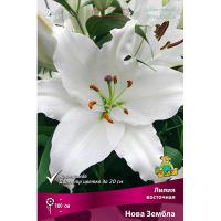 Лилия Восточная Нова Зембла (14/16) 2 шт