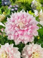 Георгина декоративная Гиттс Перфекшн