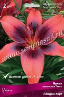 Лилия Азиатская Танго Лондон Харт 