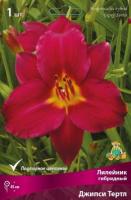 Лилейник гибридный Джипси Тертл 1шт (I)