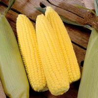 Кукуруза Сахарная Утренняя Песня F1 500г