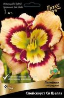 Лилейник гибридный Спейскоуст Си Шеллз (1шт,I) 
