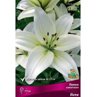 Лилия Азиатская Йети (14/16) 2 шт