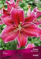 Лилия Восточная Кобра (12/14) 5 шт