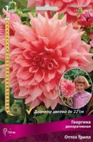 Георгина декоративная Оттоз Трилл (I) 1 шт 