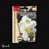 Редкие растения Бегония бронзоволистная Бада Бум Вайт F1 5шт драже