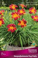 Лилейник гибридный ЭвериДейлили Ред Рибз 1шт (I)