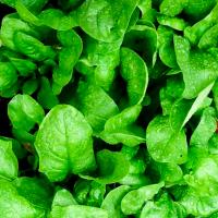 Шпинат Матадор 20*1г 