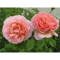 Саженцы Роза английская парковая Абрахам Дерби