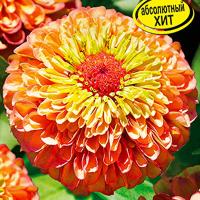 Цинния Гиганты Бенари сэлмон роуз 7шт 