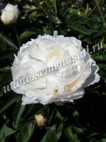 Пион молочноцветковый Омео Сноу