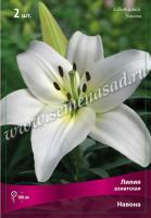 Лилия Азиатская Навона (12/14) 5 шт