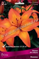 Лилия ЛА-Гибрид Фиамма (12/14) 5 шт