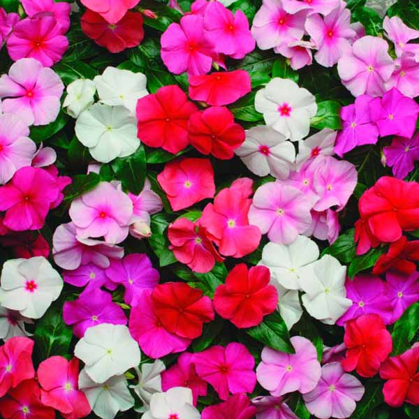 Катарантус ампельный Медитерранеан микс 10шт 