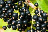 Смородина черная Добрый Джин