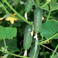 Огурец СВ 4097 ЦВ F1 1000 шт