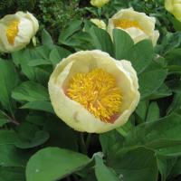 Пион Млокосевича (Paeonia mlokosewitschii) 3шт