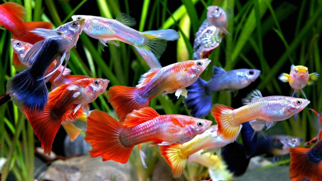 аквариумные рыбки гуппи.jpg