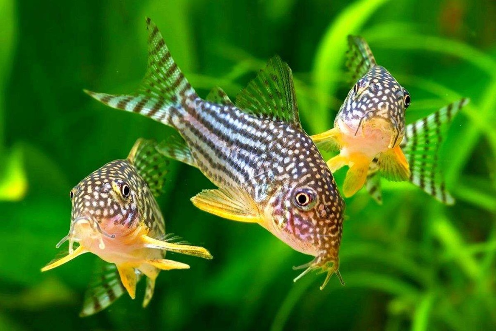 Сом коридорас.jpg