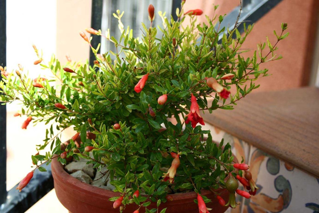 семена комнатных цветов