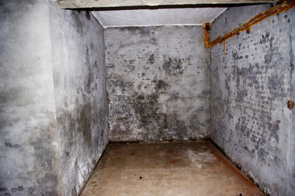 плесень в погребе плесень в погребе