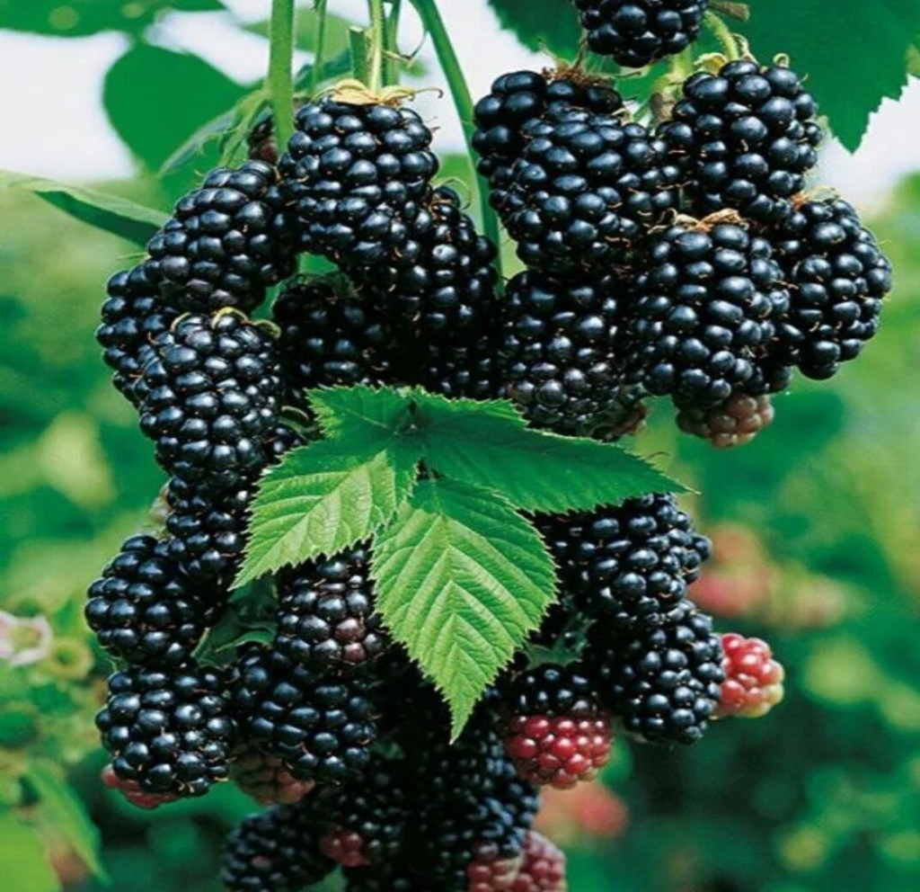 Ремонтантная малина и ежевика