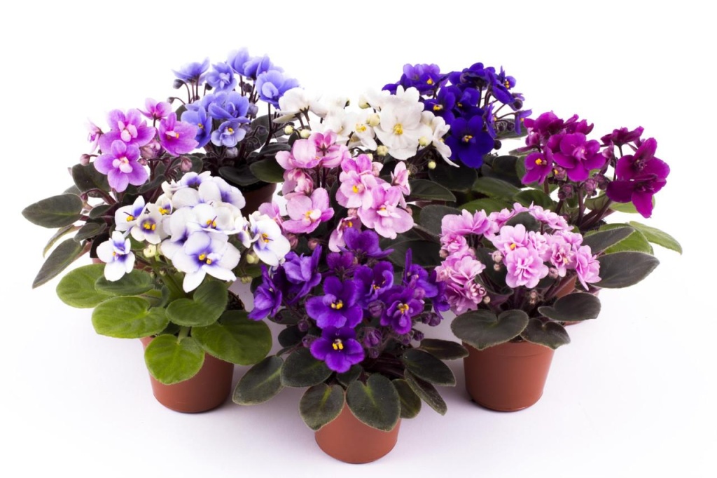 комнатные цветы зимой