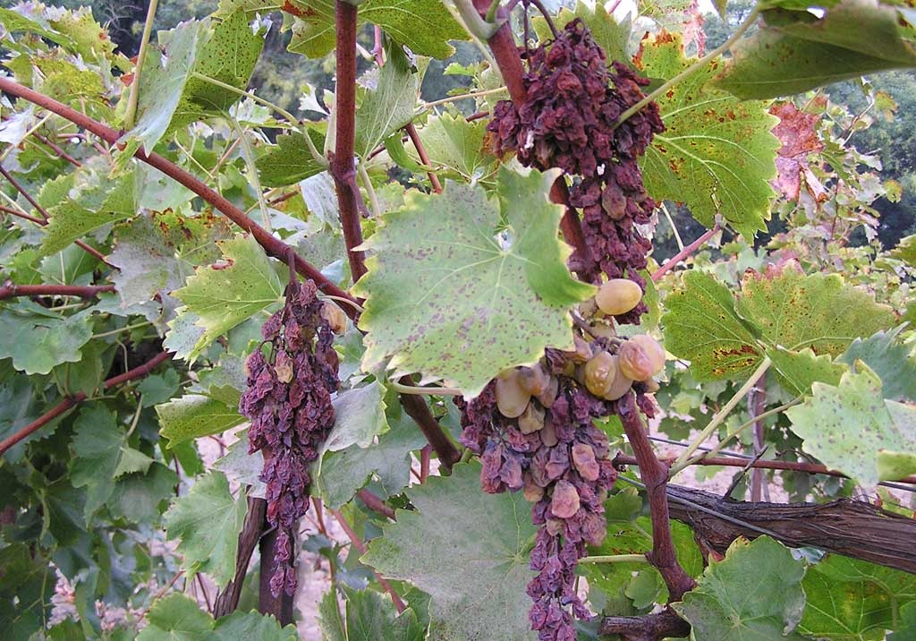 болезни винограда