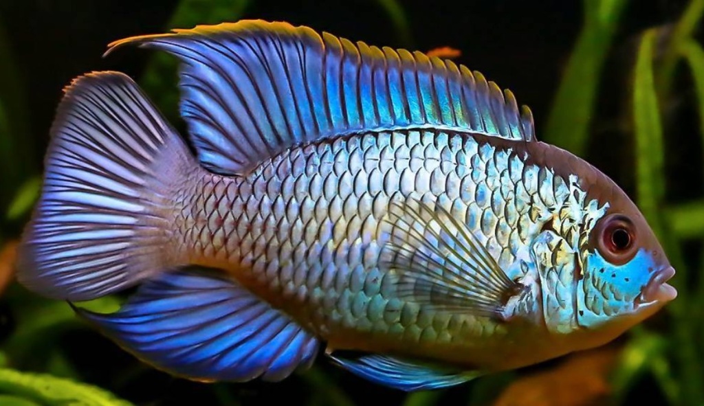 нанокара неоновая.jpg