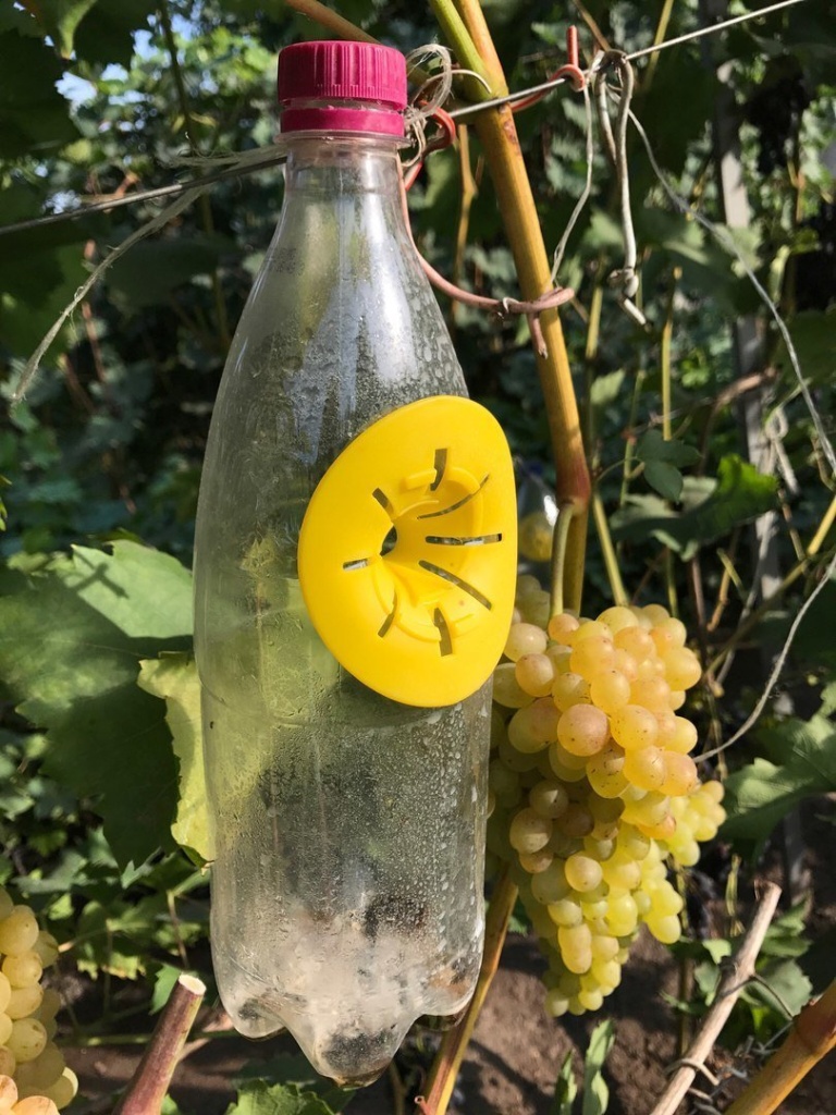 Ловушки для ос. Какие они бывают? Ловушки для ос. Какие они бывают?