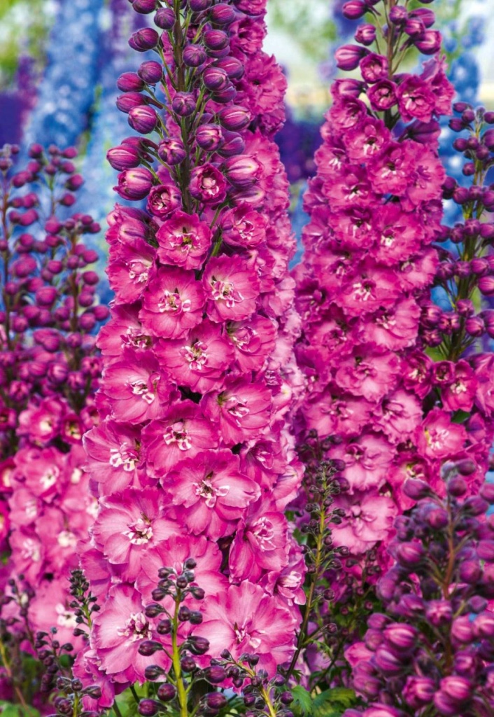 семена дельфиниума семена дельфиниума