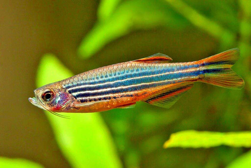 аквариумные рыбки данио.jpg