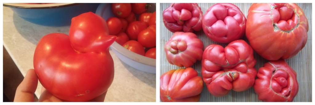 томаты.jpg