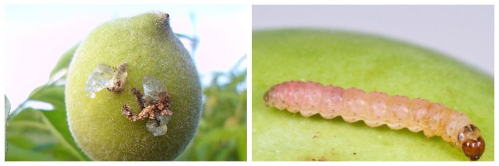 плодоножка.jpg плодоножка.jpg