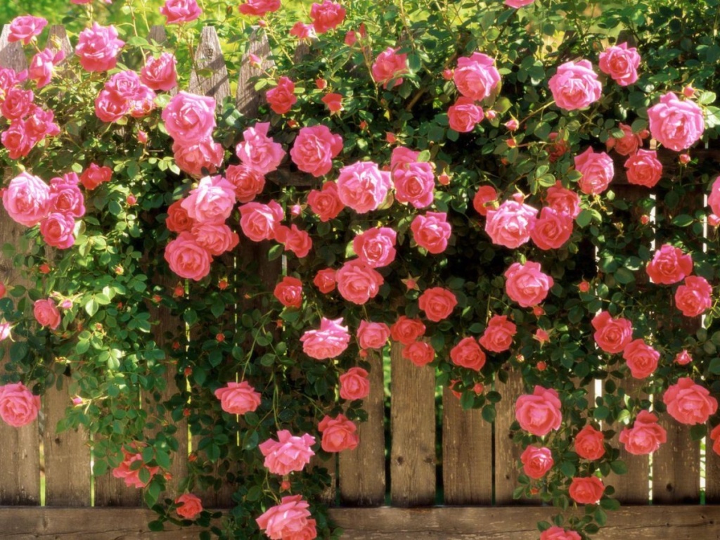 как обрезать розы на зиму? как обрезать розы на зиму?