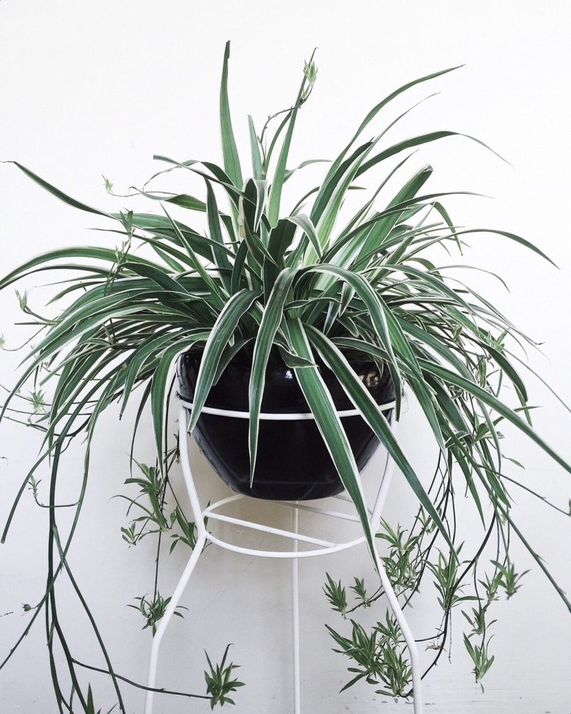 хлорофитум желтеет хлорофитум желтеет