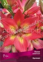 Лилия Азиатская Арсенал (14-16) 2шт 675435
