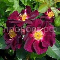 Без названия Без названия