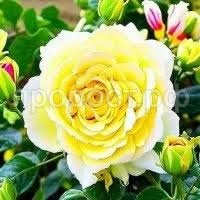 Без названия (1) Без названия (1)