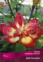 Лилия Азиатская махровая Дабл Сенсейшн (14-16) 2 шт 675454 Лилия Азиатская махровая Дабл Сенсейшн (14-16) 2 шт 675454