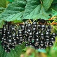 Без названия Без названия