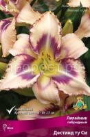 Лилейник гибридный Дестинд ту Си (1)