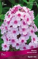 Флокс метельчатый Брайт Айс Флокс метельчатый Брайт Айс