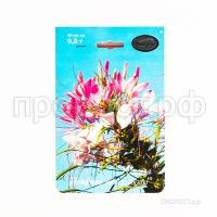 Клеома Змей горыныч 200,3 Каприс