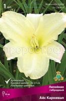 Лилейник гибридный Айс Карнивал