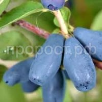 Без названия Без названия