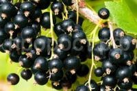 смородина черная смородина черная