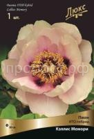 Пион-ИТО-гибрид-КЭЛЛИС-МЕМОРИ (2)