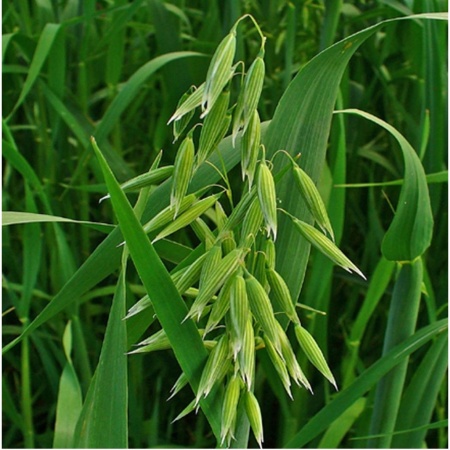 Семена овса 0,8 кг